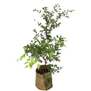 嘉宝果树苗沙巴树葡萄加宝果苗买一送一两季结果带土带叶四季常绿