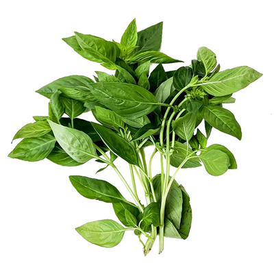 新鲜罗勒叶 金不换三杯鸡 罗勒酱 非九层塔 西餐香料香料100g