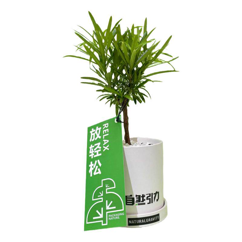 罗汉松桌面绿植办公室