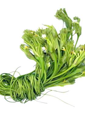 新鲜海菜花丽江海菜野菜