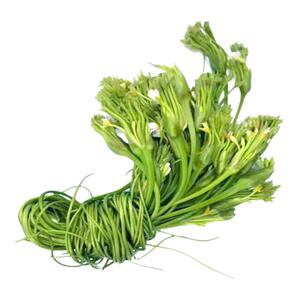 新鲜海菜花丽江海菜野菜