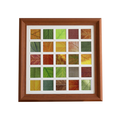 简单派树叶标本diy相框