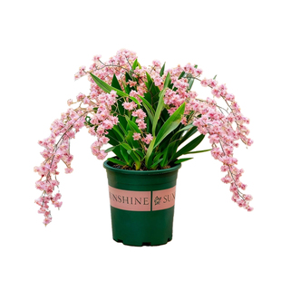 粉色梦香兰盆栽带花苞室内阳台开花香味植物文心兰花卉绿植大花苗