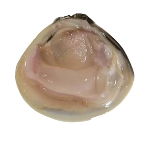 南通吕四海鲜水产文蛤肉当天现劈新鲜无沙文蛤肉非蛤蜊肉顺丰包邮