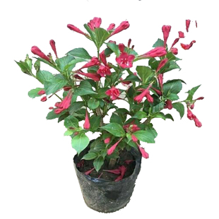 红王子锦带苗 绿蓠植物 耐寒锦带花  庭院绿化苗木植物工程用苗