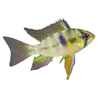 荷兰凤凰鱼蓝波子金波子鱼短鲷鱼