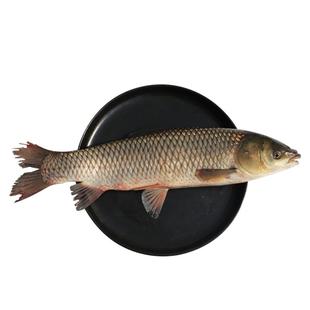 微山湖原生态新鲜草鱼厚子鱼现捕草皖鱼鲜活活鱼现杀草混子草鱼片