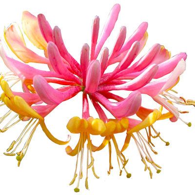 金银花虹运绵绵多年生可食用庭院芬芳落叶藤本花卉可泡花茶盆栽苗