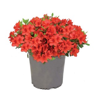 常绿进口杜鹃花盆栽小苗开花杜鹃花苗室外花园花卉树苗盆栽