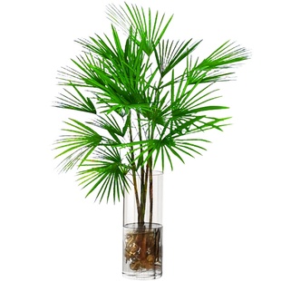 富贵竹水培植物室内好养客厅大型招财旺宅金山棕竹盆栽水竹子绿植