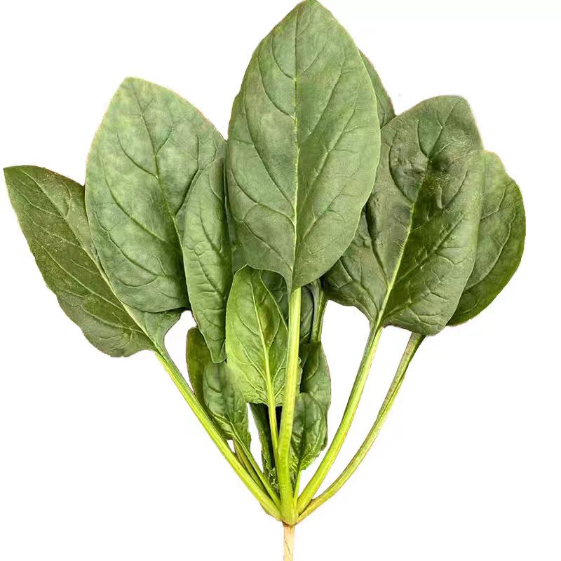 趴地菠菜种子大叶圆叶耐热耐寒黑绿越冬抗病菠菜秋冬蔬菜种子籽孑