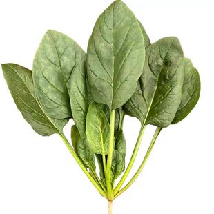 趴地菠菜种子大叶圆叶耐热耐寒黑绿越冬抗病菠菜秋冬蔬菜种子籽孑