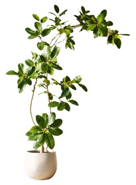特级孟加拉榕客厅室内绿植好养