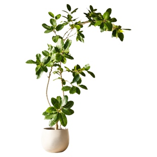 孟加拉榕树客厅绿植室内大型高级感植物落地盆栽好养端大气上档次