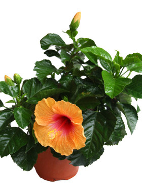扶桑花盆栽庭院阳台观花植物