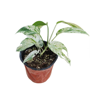 新绿 薄荷锦麒麟尾锦宿雾蓝麒麟尾南天星花叶爬藤植物室内ins网红