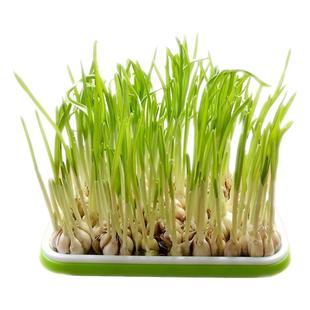 蒜苗盆栽大蒜种植盆种红葱头神器室内家庭阳台种菜盘栽种蒜黄水培