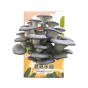 蘑菇菌包菌菇种植包平菇盒子磨菇种可食用家庭幼儿园儿童