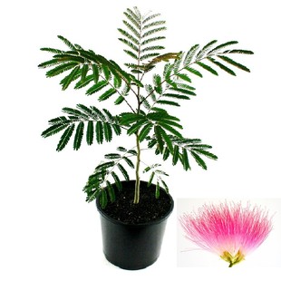 合欢树苗芙蓉树苗绒花树银叶金合欢花树苗树木庭院南北方种植盆栽