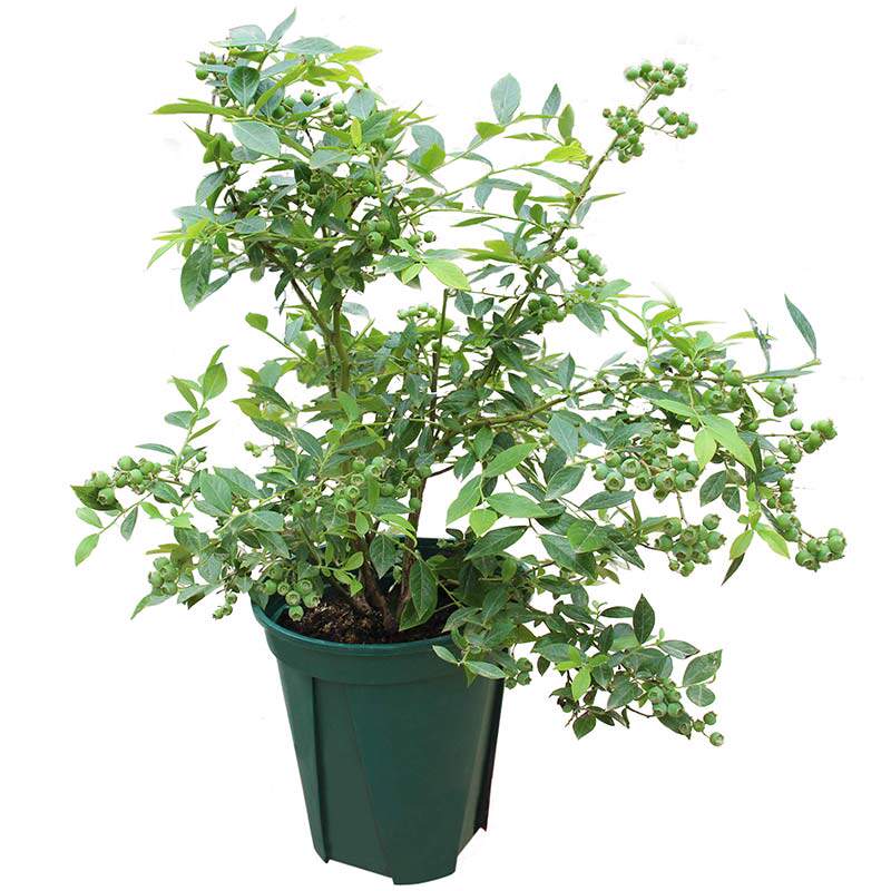 新品蓝莓树苗阳台种植果树苗南北蓝莓盆栽