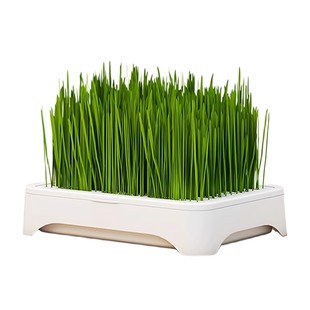 懒人猫草水培盆四季种植排毛球化毛草自种新鲜麦种猫咪零食盆栽幼