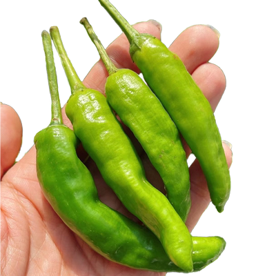 湖南正宗樟树港辣椒苗