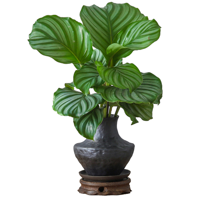 青苹果竹芋水培植物盆栽净化空气