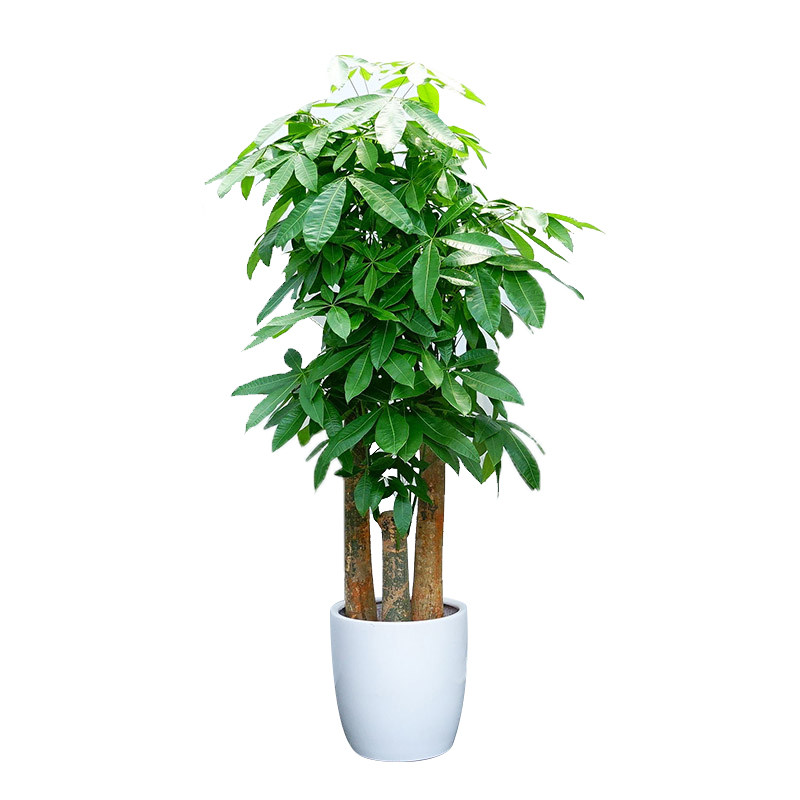 步步高发财树盆栽招财树办公室开业乔迁大发财树绿植长沙同城配送