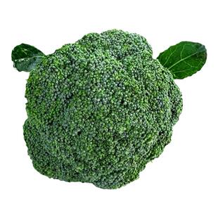 耐寒西兰花苗秧早熟青花苗种籽子优秀西蓝花幼苗秋冬季盆栽蔬菜苗