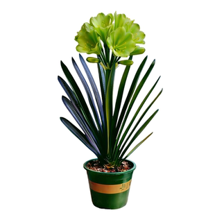 长春正道高端绿花君子兰 绿峰利刃麻脸油匠 名贵立板室内绿植盆栽