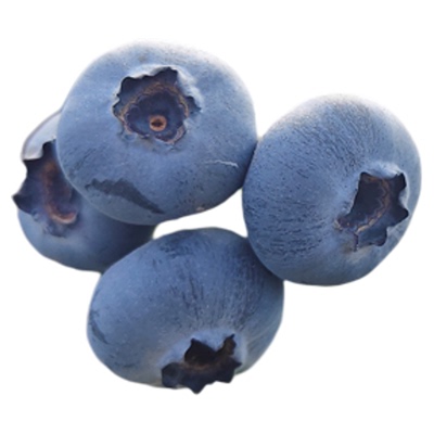 云南花香蓝莓树熟现摘脆甜香