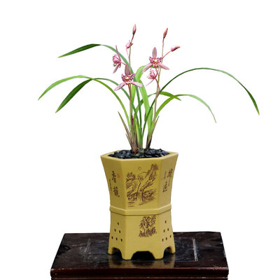 高端寒兰牡丹奇花带花浓香型好养