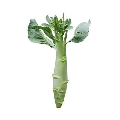 鸡腿芥蓝苗甜脆大笋香菇芥兰种苗