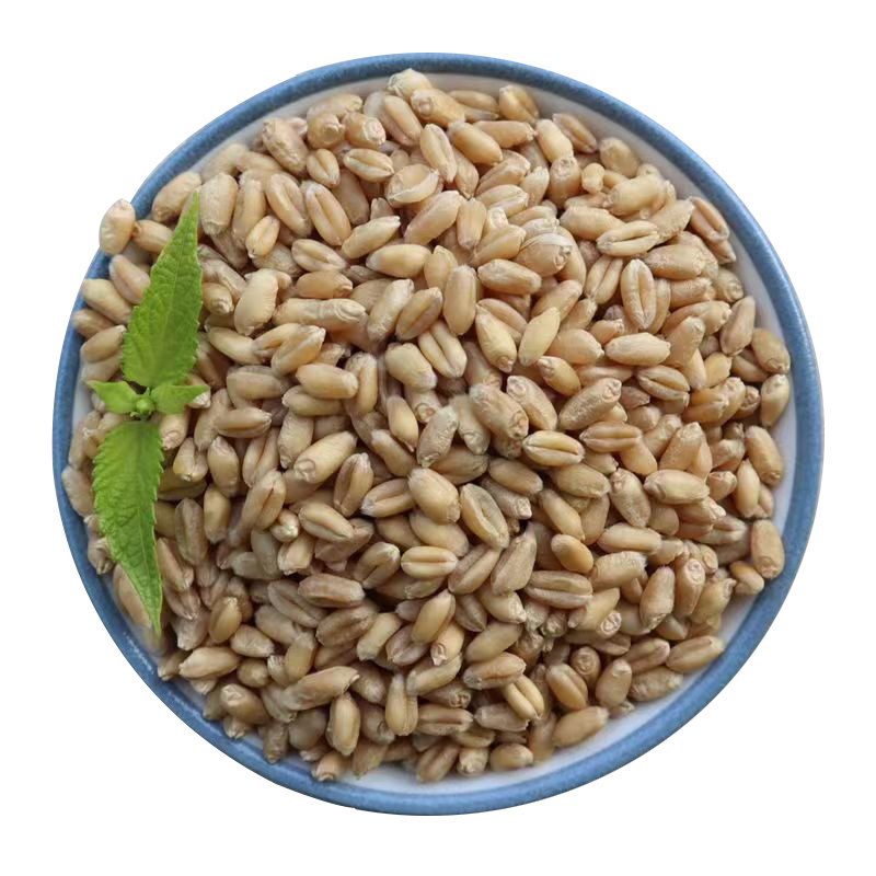 2026年带皮小麦可发芽做种子500g