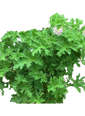 驱蚊草种子阳台盆栽驱蚊绿植好养