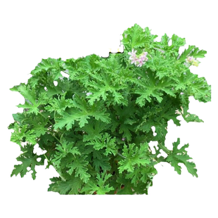 驱蚊草种籽子驱蚊植物室内外庭院盆栽绿植薄荷香叶天竺葵四季好养