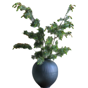 【新鲜真的松枝】五针松鲜切枝花期长松香家用水养插花森系好养