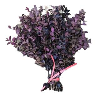 庭院绿化苗木四季常青北海道黄杨法国冬青树苗毛娟红花檵木茶梅苗