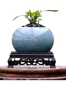 翁源兰花苗绿云皇后开花浓香春兰