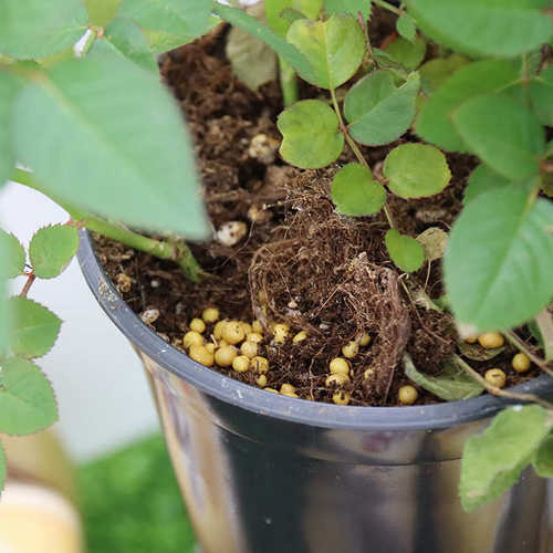 奥绿1号5号A2/318s/315s颗粒缓释肥通用多肉植物盆栽月季兰花卉肥