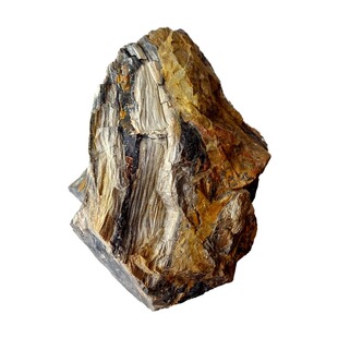 天然奇石观赏石树叶燕子石三叶虫菊石紫萁树化石稀有雷击火烧木28