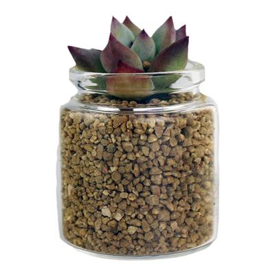 包邮特小小花瓶多肉玻璃瓶