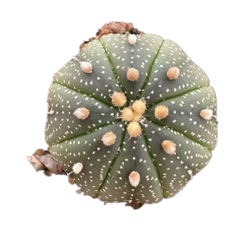 实生星兜多肉植物室内创意趣味
