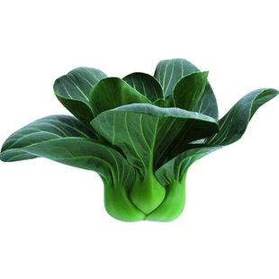 赣科蔬菜种子黑大头苏州青小青菜南北方农家大田菜园秋播甜糯青菜
