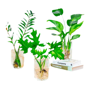 纯水培植物室内好养桌面绿植水养金钱树办公室内盆栽天堂鸟吸甲醛