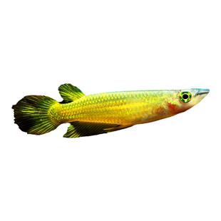 黄金鳉 淡水热带观赏灯鳉科水草缸印度小金龙鱂科草缸小型活体鱼