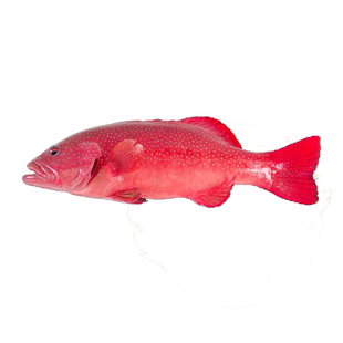 东星斑鲜活去肚去腮新鲜冷冻冰鲜国产东星石斑鱼海捕中秋送礼聚餐