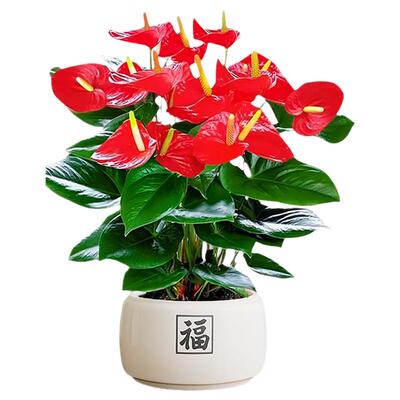 红掌盆栽招财旺宅桌面盆景鸿运当头办公室花卉绿植室内外禅意四季