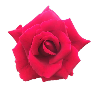 正宗墨红大红色玫瑰花苗庭院墨红玫瑰苗易活盆栽玫瑰墨红