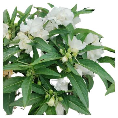 凤仙花茶花庭院驱蛇包指甲